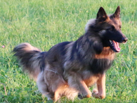 Abruf erfolgreich trainieren Hundeschule Kaiser Berlin